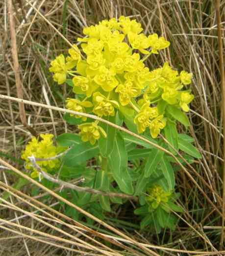 Wolfsmilchgewächs in Vollblüte