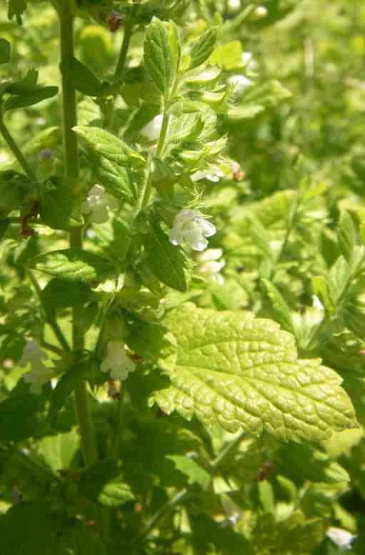 Zitronenmelisse, kleine weiße Blüten in Becherform.